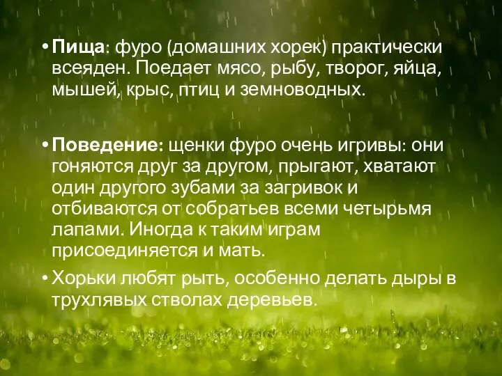 Пища: фуро (домашних хорек) практически всеяден. Поедает мясо, рыбу, творог, яйца,