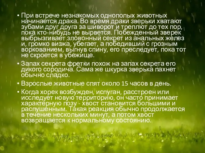 При встрече незнакомых однополых животных начинается драка. Во время драки зверьки