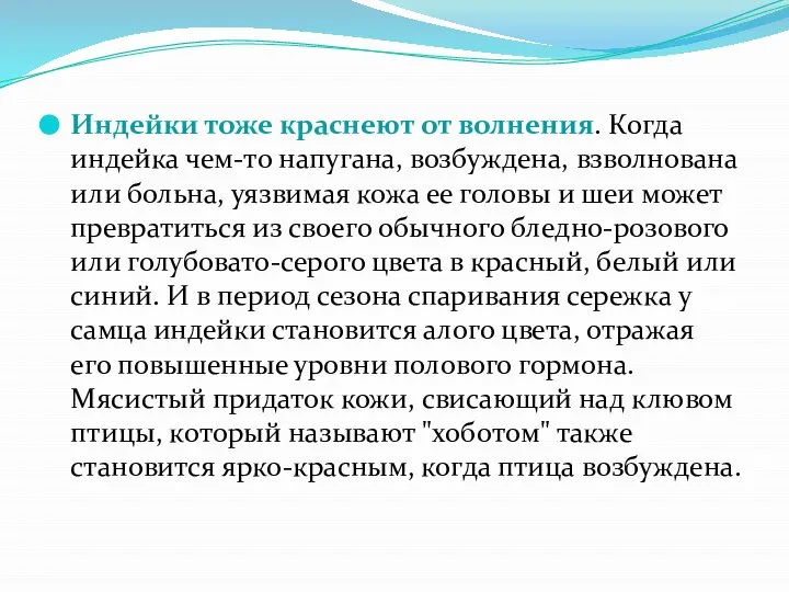 Индейки тоже краснеют от волнения. Когда индейка чем-то напугана, возбуждена, взволнована