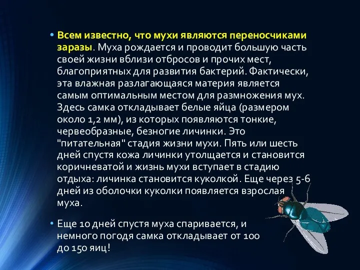 Всем известно, что мухи являются переносчиками заразы. Муха рождается и проводит