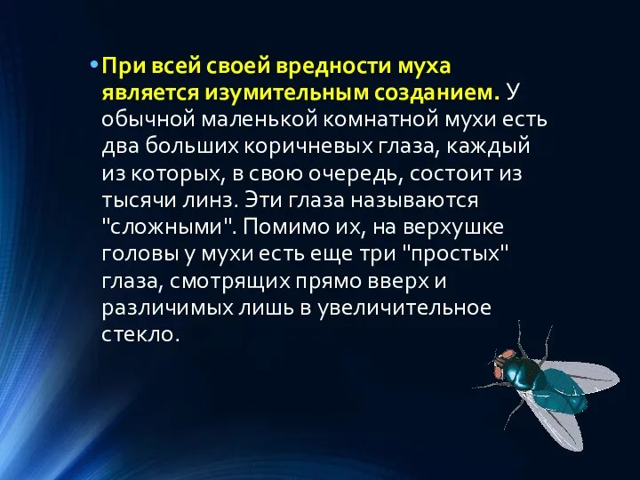 При всей своей вредности муха является изумительным созданием. У обычной маленькой