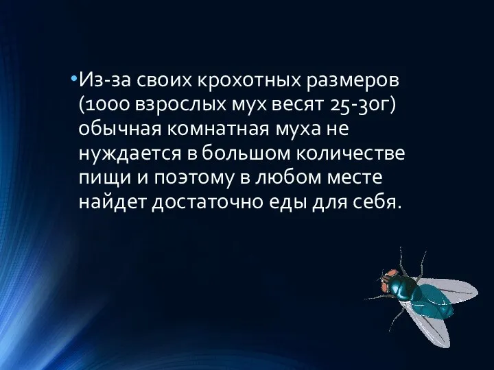 Из-за своих крохотных размеров (1000 взрослых мух весят 25-30г) обычная комнатная