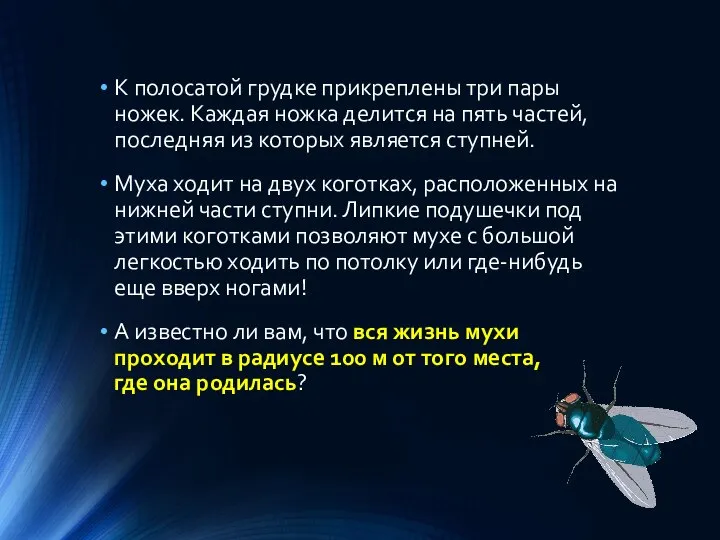 К полосатой грудке прикреплены три пары ножек. Каждая ножка делится на