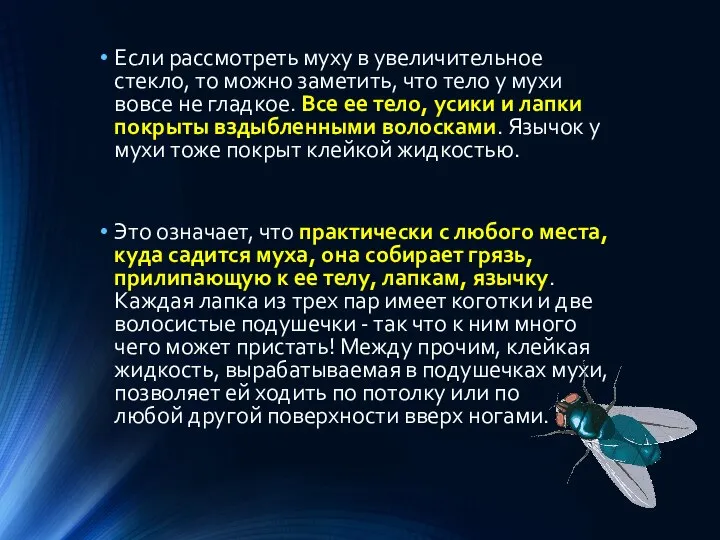 Если рассмотреть муху в увеличительное стекло, то можно заметить, что тело