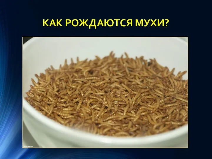 КАК РОЖДАЮТСЯ МУХИ?