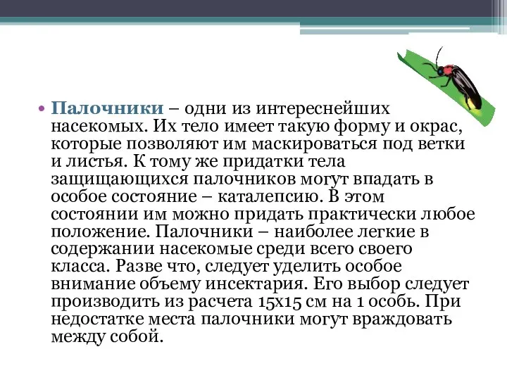 Палочники – одни из интереснейших насекомых. Их тело имеет такую форму