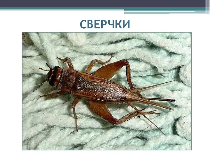 СВЕРЧКИ