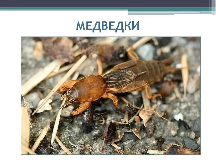 МЕДВЕДКИ