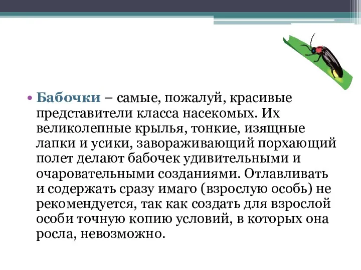 Бабочки – самые, пожалуй, красивые представители класса насекомых. Их великолепные крылья,