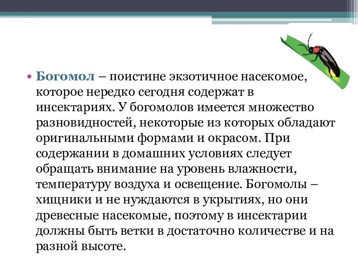 Богомол – поистине экзотичное насекомое, которое нередко сегодня содержат в инсектариях.