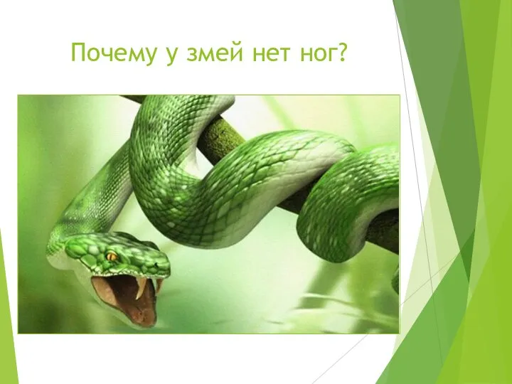 Почему у змей нет ног?