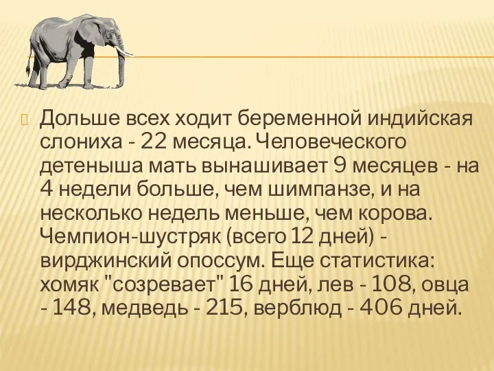 Дольше всех ходит беременной индийская слониха - 22 месяца. Человеческого детеныша