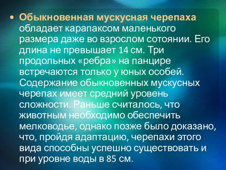 Обыкновенная мускусная черепаха обладает карапаксом маленького размера даже во взрослом сотоянии.