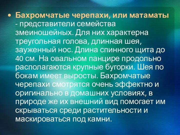 Бахромчатые черепахи, или матаматы - представители семейства змеиношейных. Для них характерна