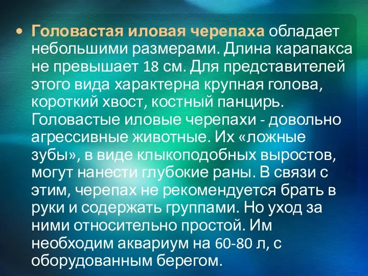 Головастая иловая черепаха обладает небольшими размерами. Длина карапакса не превышает 18