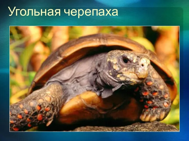 Угольная черепаха