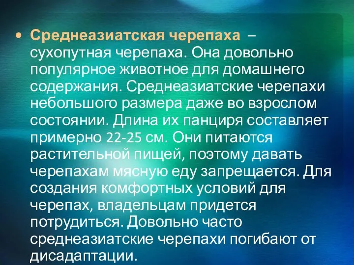 Среднеазиатская черепаха – сухопутная черепаха. Она довольно популярное животное для домашнего