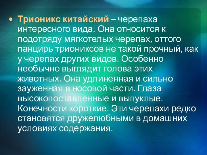 Трионикс китайский – черепаха интересного вида. Она относится к подотряду мягкотелых