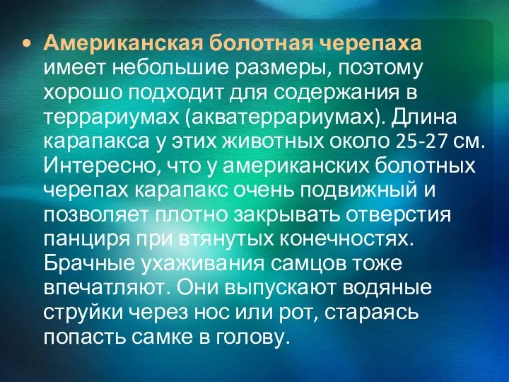 Американская болотная черепаха имеет небольшие размеры, поэтому хорошо подходит для содержания