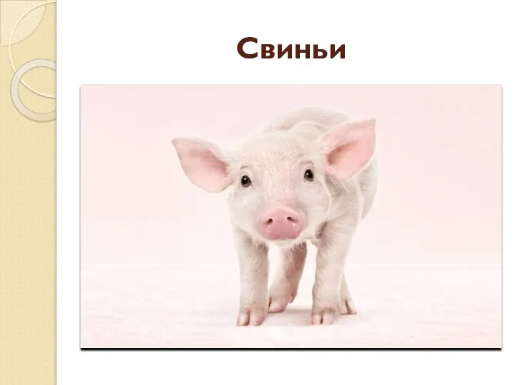 Свиньи