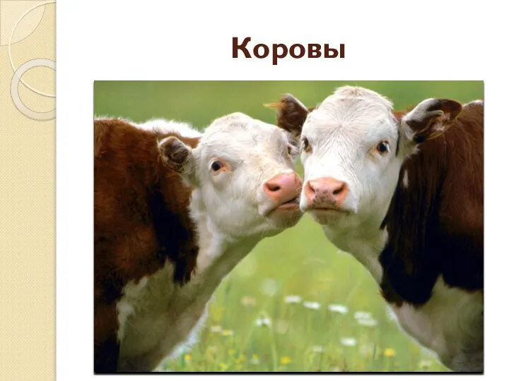 Коровы