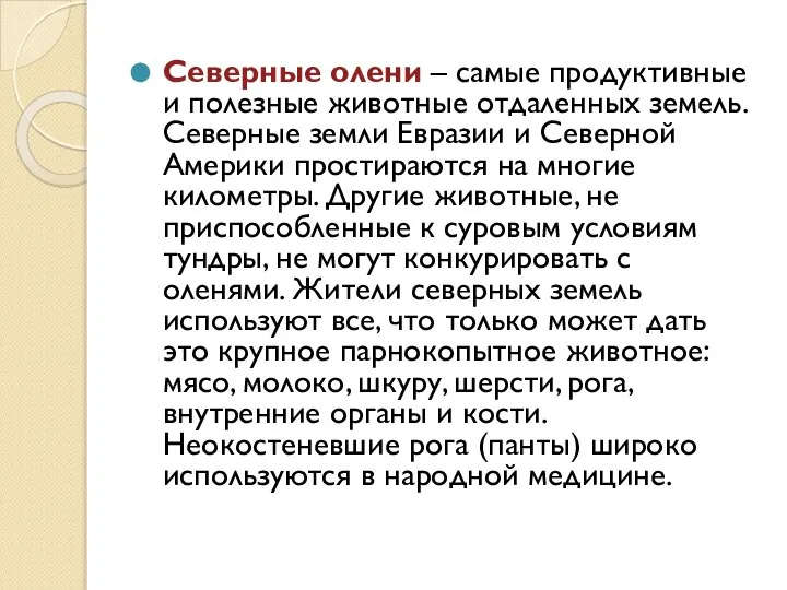 Северные олени – самые продуктивные и полезные животные отдаленных земель. Северные