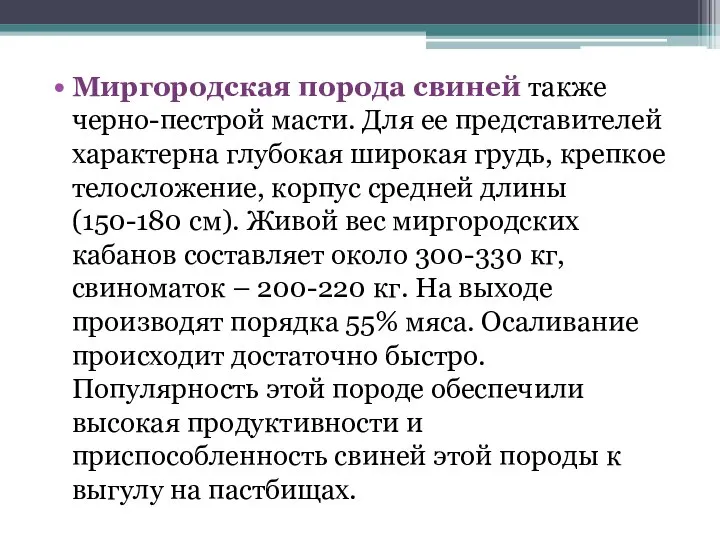 Миргородская порода свиней также черно-пестрой масти. Для ее представителей характерна глубокая