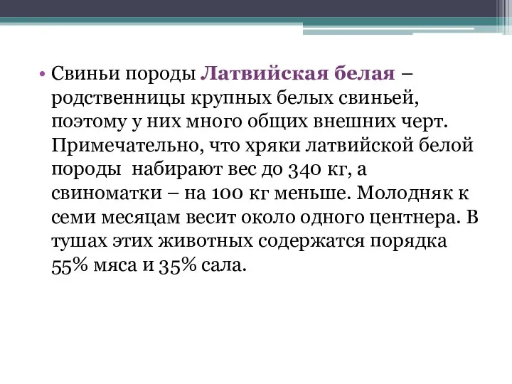 Свиньи породы Латвийская белая – родственницы крупных белых свиньей, поэтому у