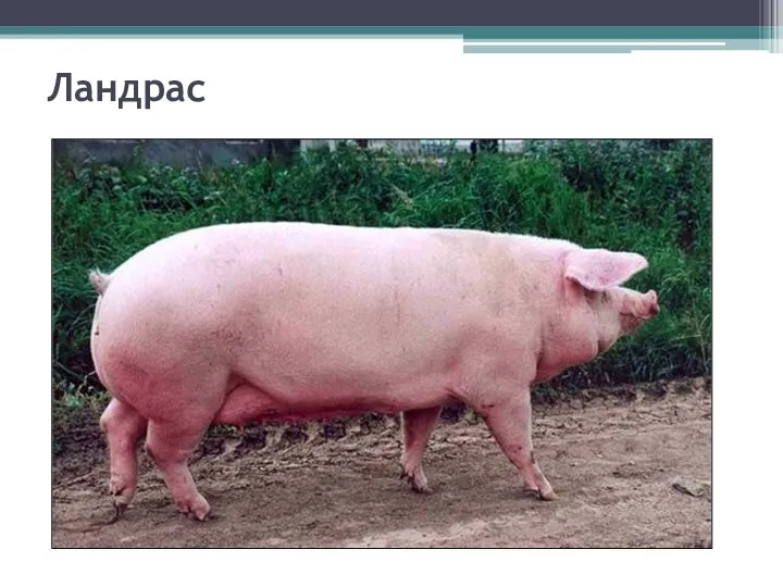 Ландрас