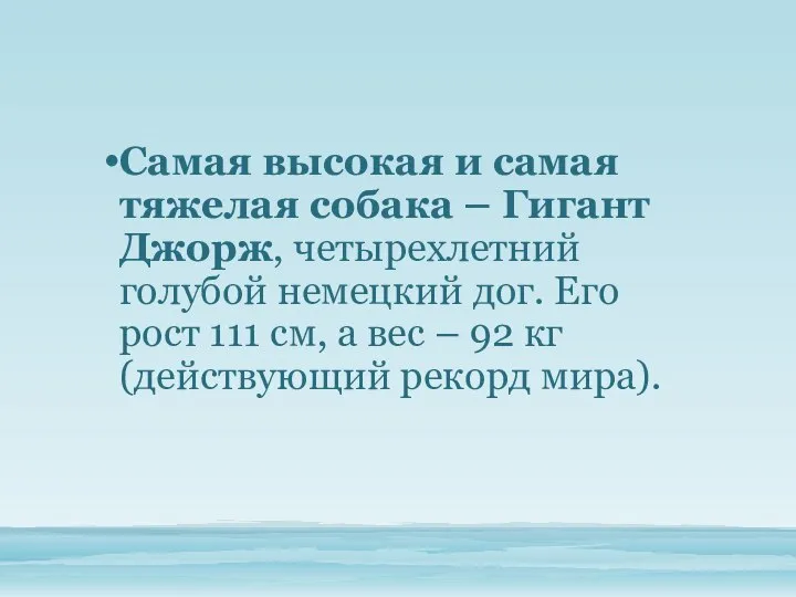 Самая высокая и самая тяжелая собака – Гигант Джорж, четырехлетний голубой