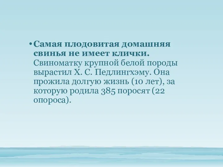 Самая плодовитая домашняя свинья не имеет клички. Свиноматку крупной белой породы