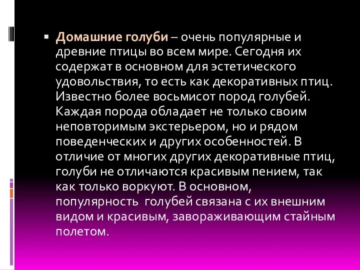 Домашние голуби – очень популярные и древние птицы во всем мире.