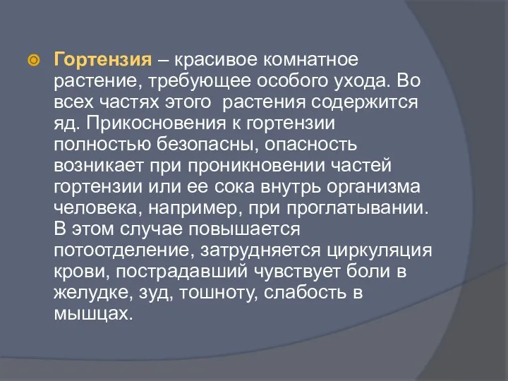 Гортензия – красивое комнатное растение, требующее особого ухода. Во всех частях