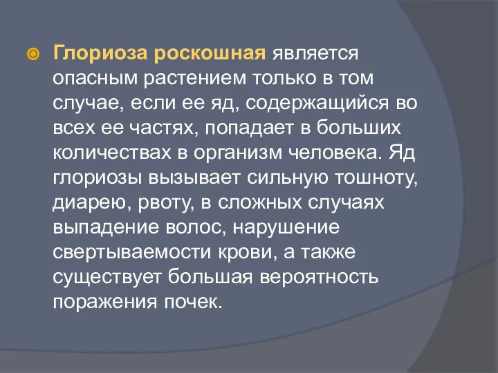 Глориоза роскошная является опасным растением только в том случае, если ее