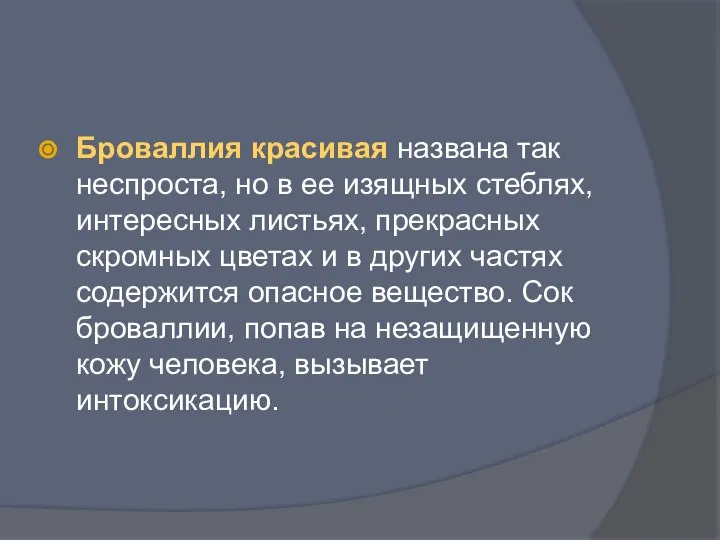 Броваллия красивая названа так неспроста, но в ее изящных стеблях, интересных