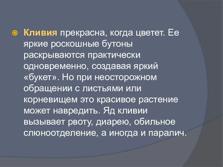 Кливия прекрасна, когда цветет. Ее яркие роскошные бутоны раскрываются практически одновременно,