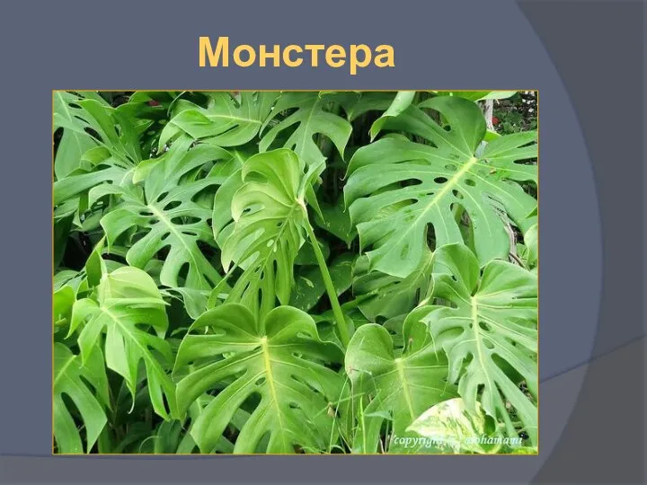 Монстера