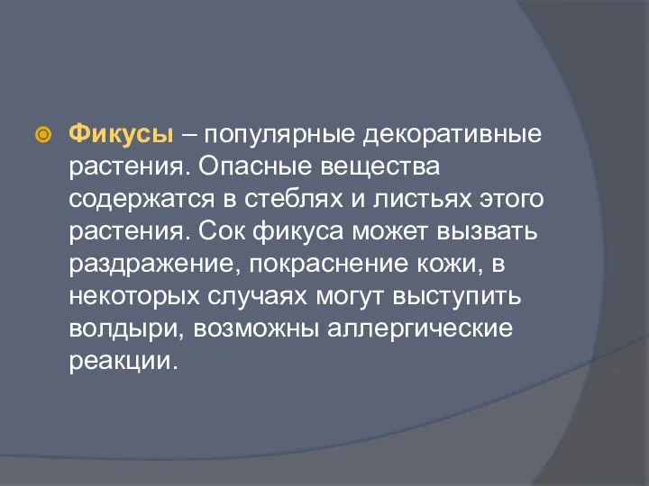 Фикусы – популярные декоративные растения. Опасные вещества содержатся в стеблях и