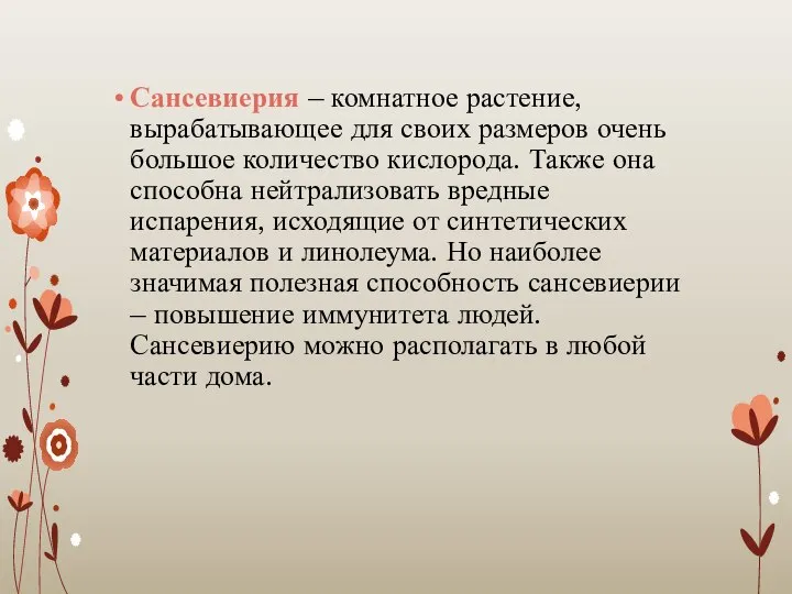 Сансевиерия – комнатное растение, вырабатывающее для своих размеров очень большое количество