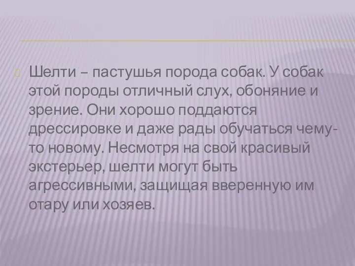 Шелти – пастушья порода собак. У собак этой породы отличный слух,