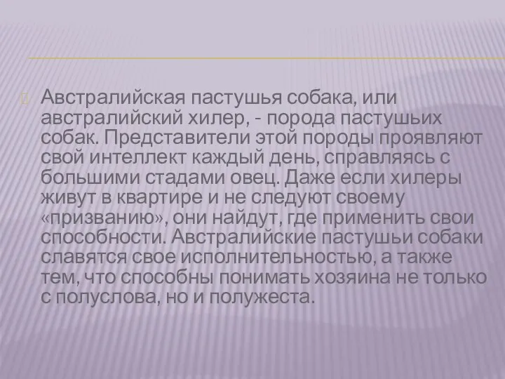 Австралийская пастушья собака, или австралийский хилер, - порода пастушьих собак. Представители