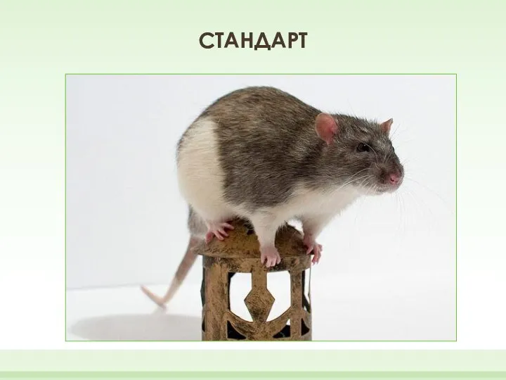 СТАНДАРТ