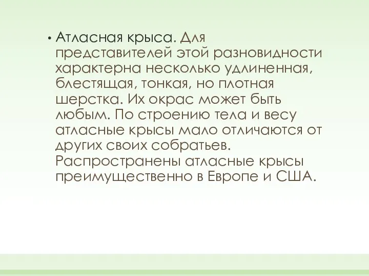 Атласная крыса. Для представителей этой разновидности характерна несколько удлиненная, блестящая, тонкая,