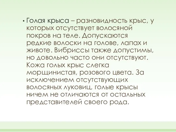 Голая крыса – разновидность крыс, у которых отсутствует волосяной покров на