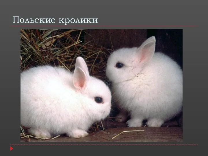 Польские кролики