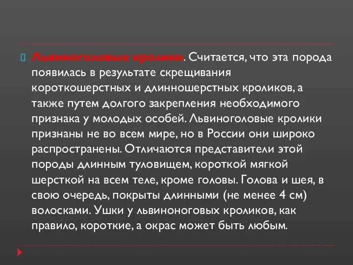 Львиноголовые кролики. Считается, что эта порода появилась в результате скрещивания короткошерстных