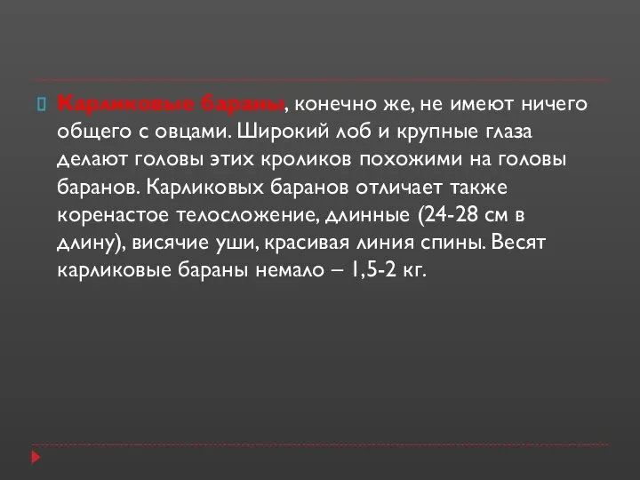 Карликовые бараны, конечно же, не имеют ничего общего с овцами. Широкий