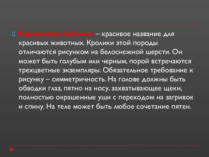 Карликовая бабочка – красивое название для красивых животных. Кролики этой породы