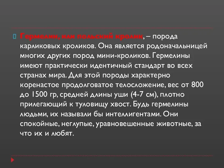 Гермелин, или польский кролик, – порода карликовых кроликов. Она является родоначальницей