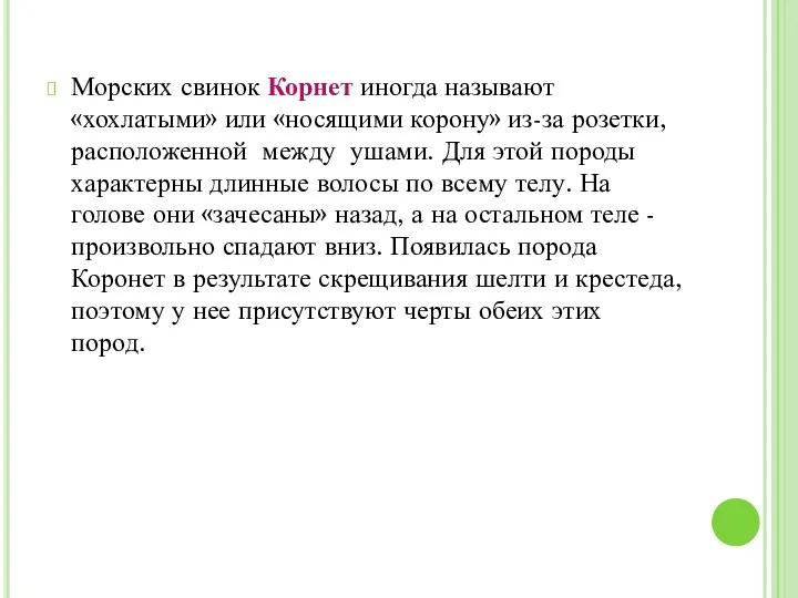 Морских свинок Корнет иногда называют «хохлатыми» или «носящими корону» из-за розетки,